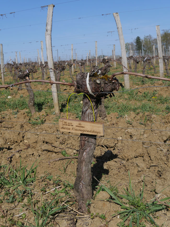 Виноградник на урожай